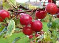 2009-1103-1330_Crab_Apple_12,9C